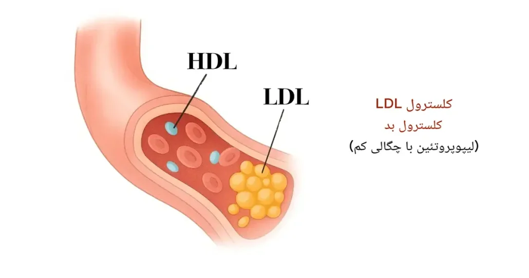 کلسترول خوب و بد چیست؟